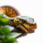 Evolusi Python dalam Ekosistem Teknologi 2026